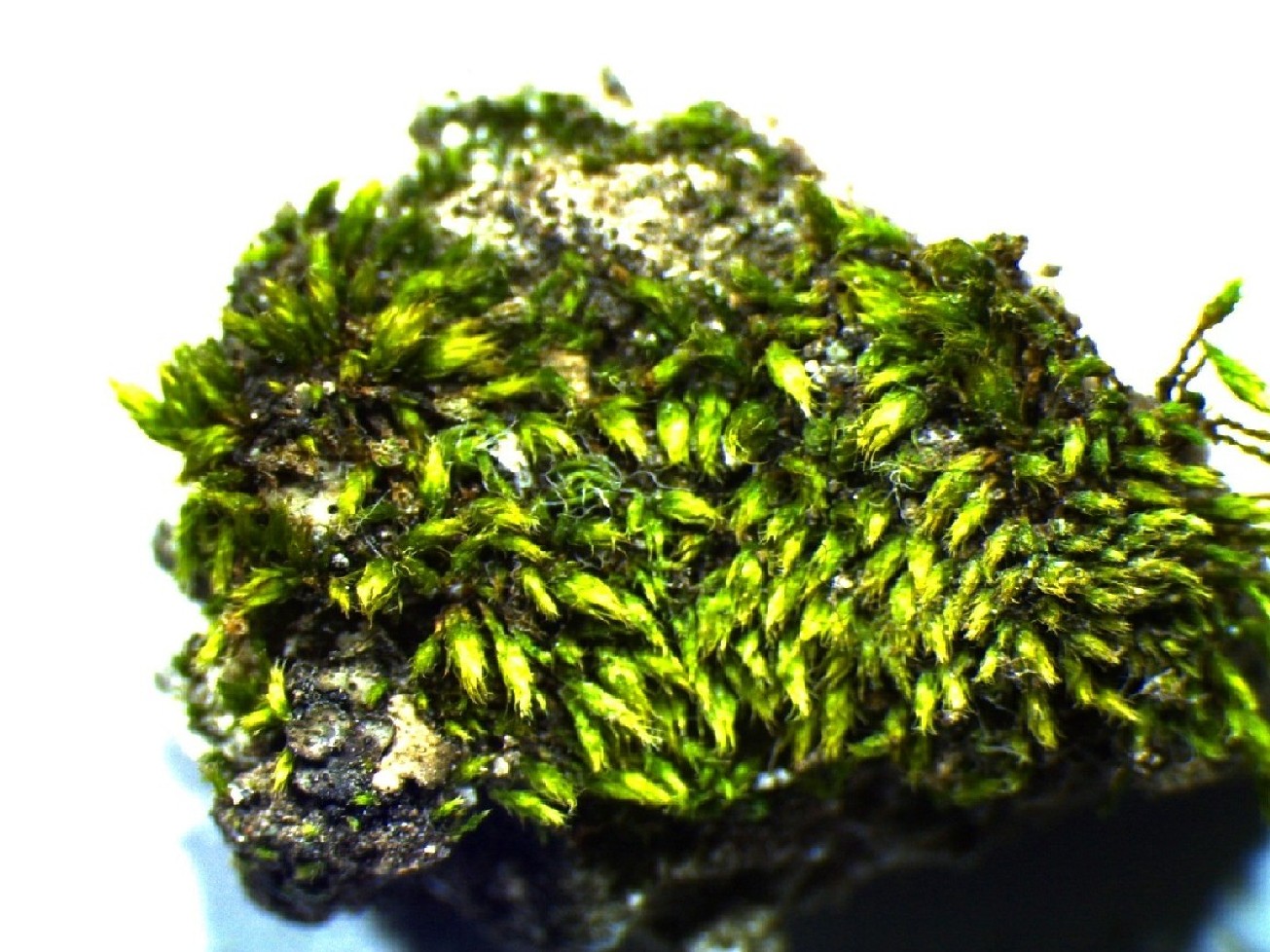 bryum capillare